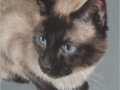 Chula-cropped.jpg