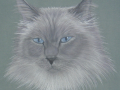 eds-cat.jpg