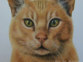 ginger_tabby