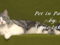 lazycat.jpg