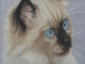 siamese-shq.jpg