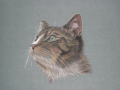 tabby-white-cat-005.jpg