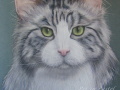 tt_cat