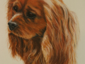 Long Haired Bwon King Charles