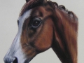 Chinsola  - Royal Ascot Winner
