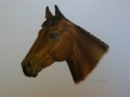 Show Jumper
